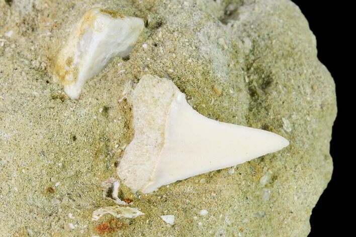 Fossil Mako Shark Tooth On Sandstone - Bakersfield, CA #144475